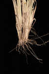 Argentine fingergrass